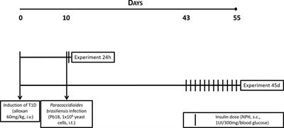 Insulin Modulates Inflammatory Cytokine Release in Acute Stages and Augments Expression of Adhesion Molecules and Leukocytes in Lungs on Chronic Stages of Paracoccidioidomycosis